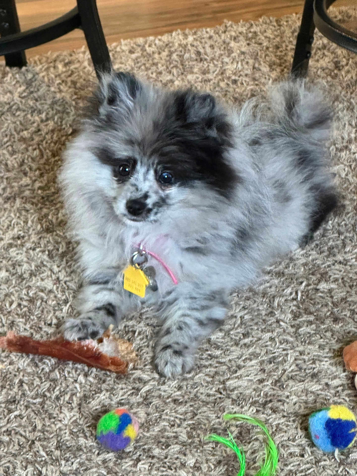 Triscuit is registered to the contest to win money with this photo: animal, ball, canine, cat, cockerspaniel, dog, eskimodog, face, head, indoors, interiordesign, papillon, person, pet, photography, plant, puppy, sport, tennis, tennisball