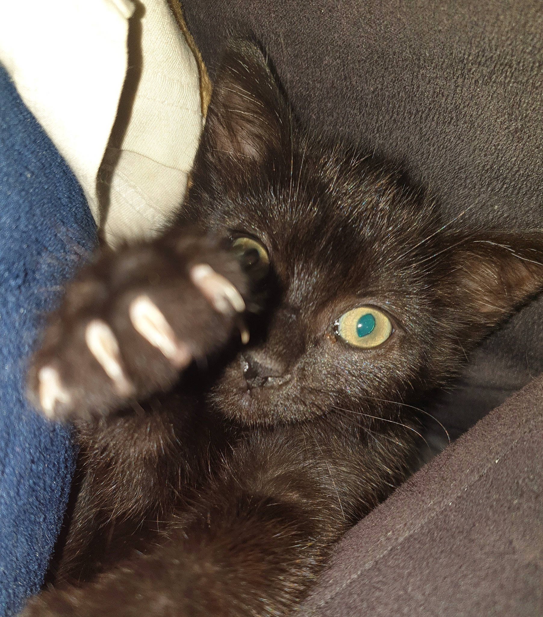 Perle a rejoint le concours — aidez-le/la à gagner de superbes lots ! black_cat, carnivore, cat, claw, close_up, comfort, domestic_short_haired_cat, ear, electric_blue, felidae, fur, gesture, paw, small_to_medium_sized_cats, snout, tail, terrestrial_animal, whiskers