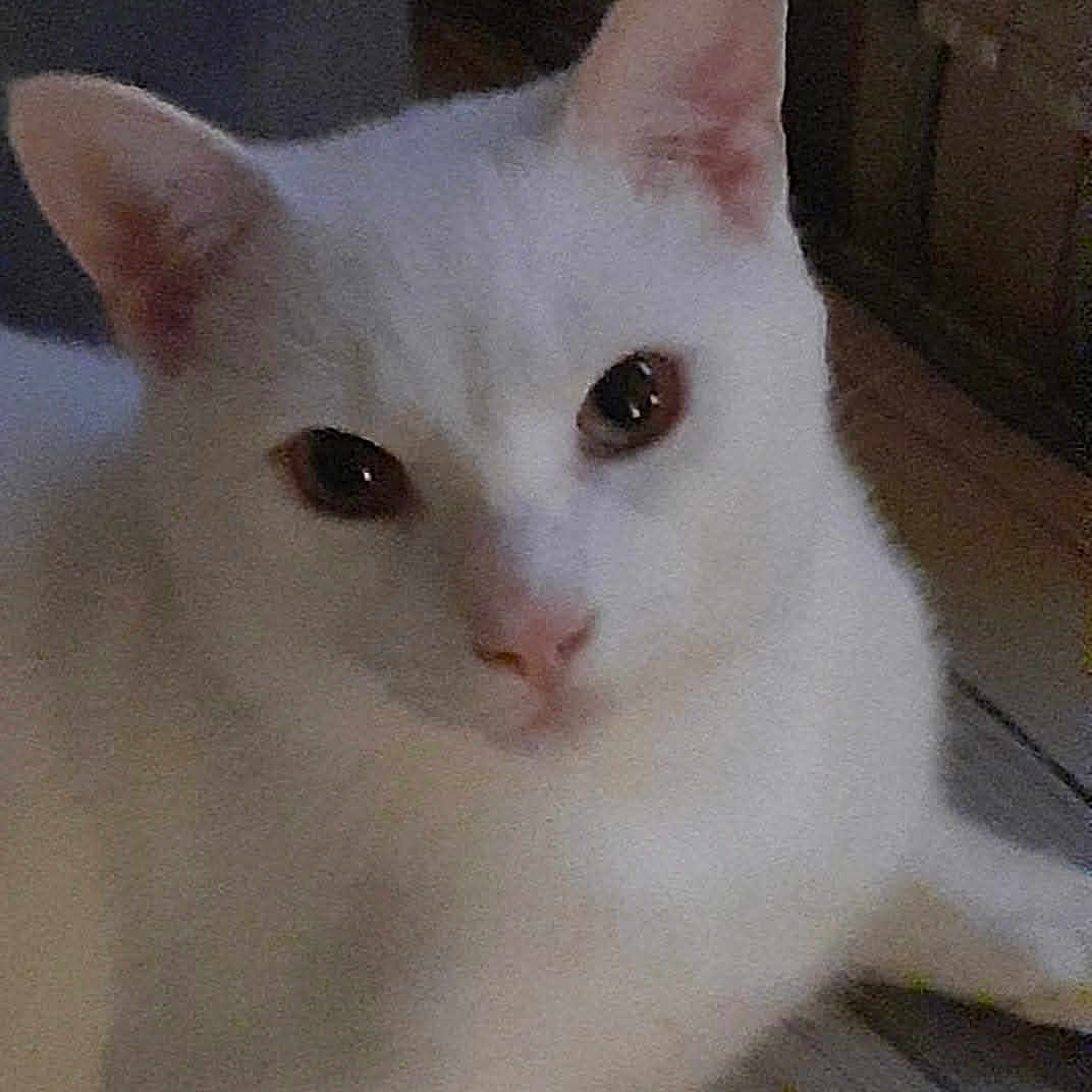 Captain Morgan is registered to the contest to win money with this photo: bedding, cat, close_up, curious, domestic_cat, ears, eyes, face, feline, home, indoor, lying_down, pet, pink_nose, portrait, relaxed, soft_light, whiskers, white_cat, white_fur