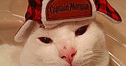 Captain Morgan is registered to the contest to win money with this photo: accessory, captain_morgan_label, cat, close_up, costume, cute, fabric, face, funny_expression, fur, hat, headwear, indoor, pet, pink_nose, plaid, portrait, sleepy, whiskers, white_cat