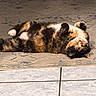 cat, calico, lying_down, relaxed, indoor, rug, paws, fur, sleeping, pet, animal, cozy, floor, whiskers, cute, domestic_cat, resting, home, tabby, mammal