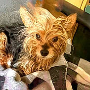 Porter is registered to the contest to win money with this photo: animal, black_fur, blanket, brown_fur, closeup, comfort, cozy, cute, dog, ears, face, home, indoor, looking, pet, portrait, resting, snuggling, wet_fur, wooden_background