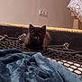 Nova participe au concours pour gagner de l'argent avec cette photo : animal, black_cat, blanket, cozy, cute, domestic, feline, floor, furniture, home, indoor, kitten, net, pet, quiet, resting, small, soft, texture, wall