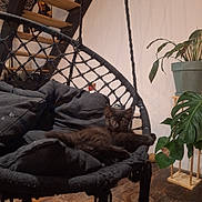 Nova participe au concours pour gagner de l'argent avec cette photo : black_cat, black_fur, cozy, curious, cushion, furniture, hanging_chair, home_decor, indoor, kitten, leaf, pet, plant, potted_plant, relaxing, rope, shadow, wide_eyes, wooden_floor, wooden_stairs