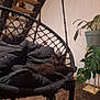 black_cat, black_fur, cozy, curious, cushion, furniture, hanging_chair, home_decor, indoor, kitten, leaf, pet, plant, potted_plant, relaxing, rope, shadow, wide_eyes, wooden_floor, wooden_stairs