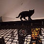 animal, black_cat, cage, dark, decor, feline, high_surface, indoor, kitten, mesh_netting, net, pet, portrait, poster, room, shadow, silhouette, smoking, walking, wall_art