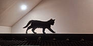 Nova participe au concours pour gagner de l'argent avec cette photo : animal, cat, ceiling, contrast, cozy, furniture, home, indoor, ledge, light, minimalist, netting, pet, pillow, quiet, shadow, silhouette, soft_light, walking, wall