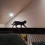 animal, cat, ceiling, contrast, cozy, furniture, home, indoor, ledge, light, minimalist, netting, pet, pillow, quiet, shadow, silhouette, soft_light, walking, wall