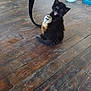 active, animal, black_cat, cute, feather, feline, floor, furry, happy, household, indoor, kitten, motion_blur, pet, playing, scratching_post, small, toy, wooden_floor, young