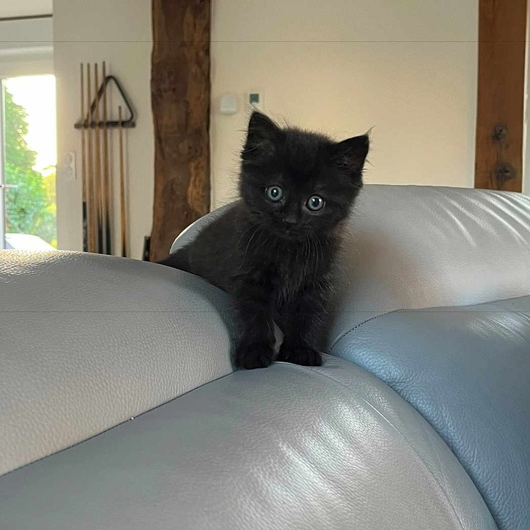 Nova a rejoint le concours — aidez-le/la à gagner de superbes lots ! animal, black_cat, cozy, curious, cute, domestic_cat, eyes, feline, furniture, home, indoor, kitten, leather_couch, looking, pet, pool_cues, sitting, small, wooden_beam, young_cat