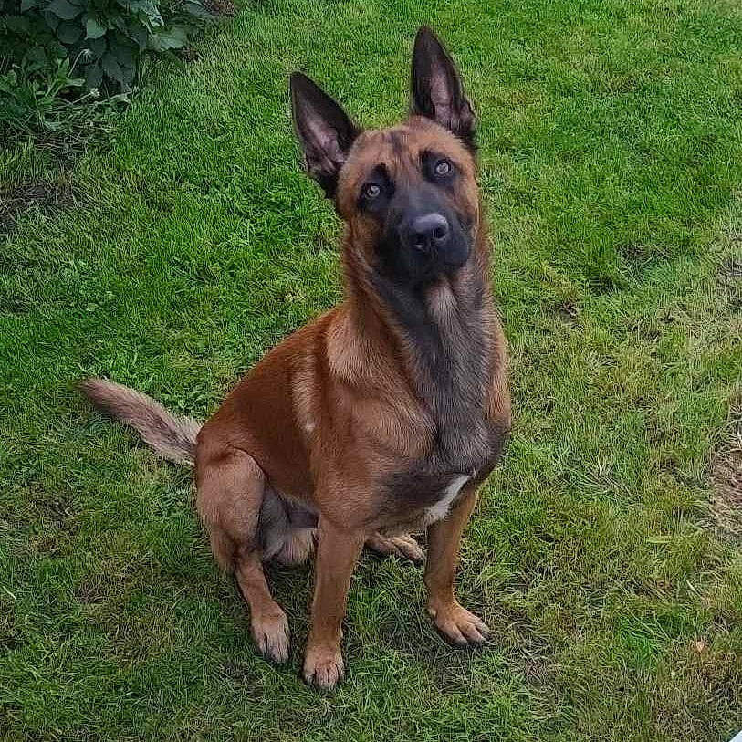 Raïley participe au concours pour gagner de l'argent avec cette photo : belgian_shepherd_malinois, biting, canidae, carnivore, collar, companion_dog, dog, dog_breed, fawn, fur, grass, herding_dog, liver, plant, snout, sporting_group, terrestrial_animal, whiskers, working_animal, working_dog