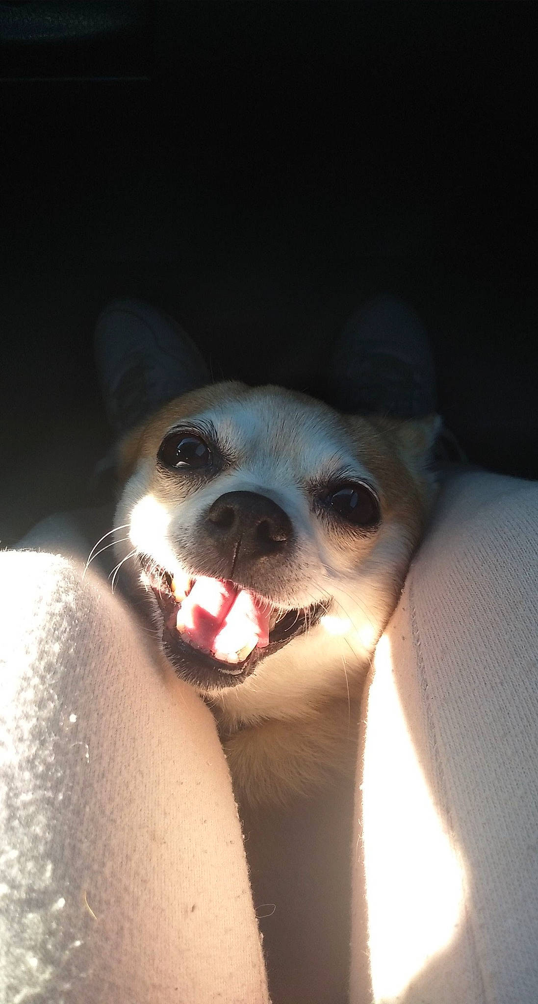 Chica joined the competition — help win amazing prizes! canidae, carnivore, comfort, companion_dog, dog, dog_breed, ear, fang, fawn, flash_photography, fur, gesture, jaw, paw, smile, snout, sporting_group, toy_dog, whiskers, working_animal