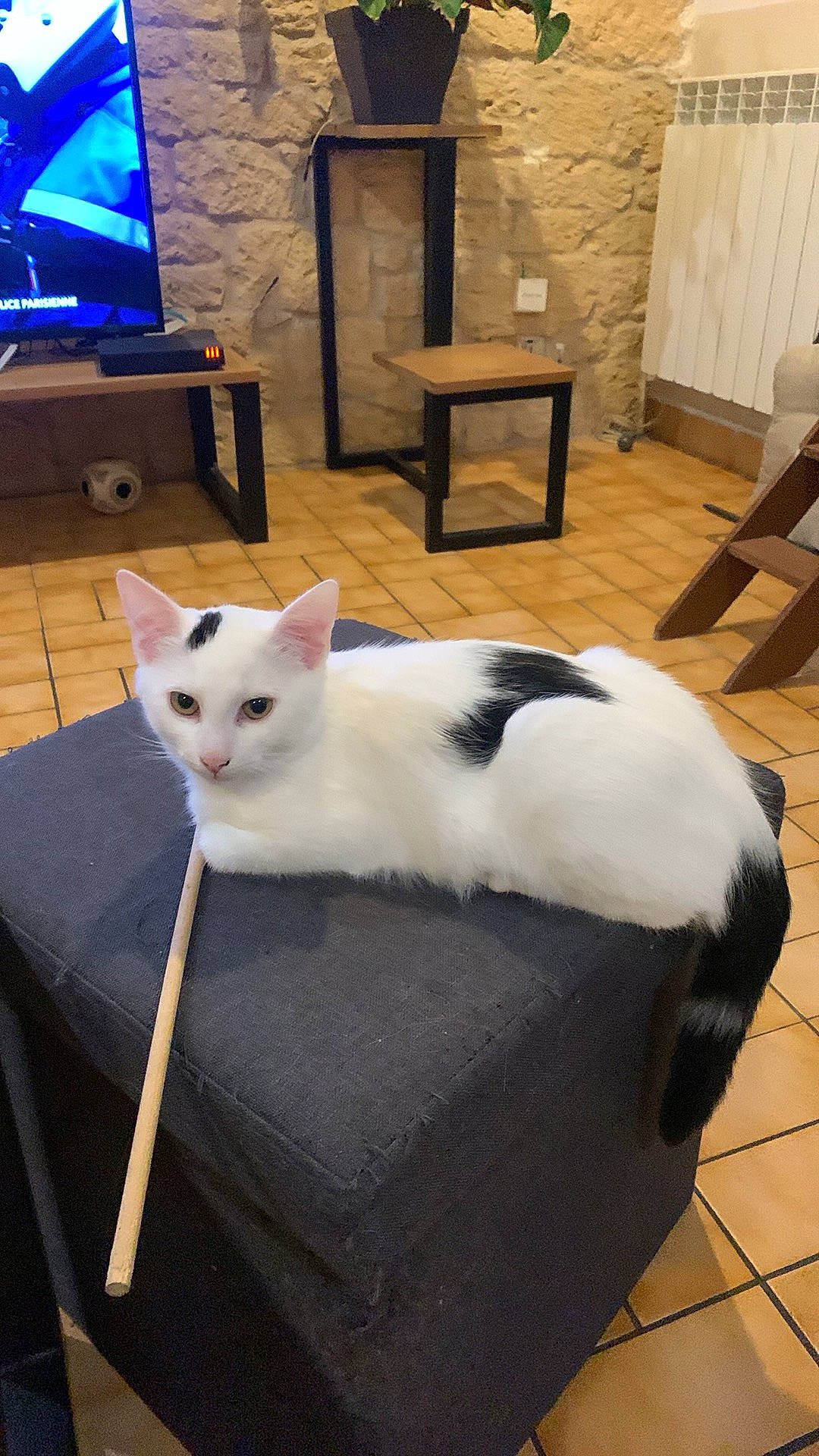 Oscar