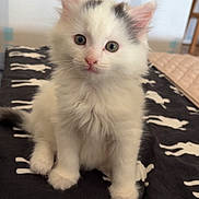 Blanco a rejoint le concours — aidez-le/la à gagner de superbes lots ! kitten, cat, white_cat, fluffy, indoor, bed, blanket, pattern, silhouette, curious, cute, pet, animal, small, fur, sitting, young, ears, eyes, nose