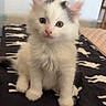 kitten, cat, white_cat, fluffy, indoor, bed, blanket, pattern, silhouette, curious, cute, pet, animal, small, fur, sitting, young, ears, eyes, nose