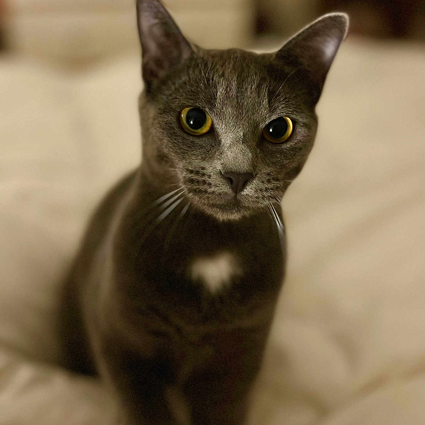 Yuna a rejoint le concours — aidez-le/la à gagner de superbes lots ! animal, bed, bedding, cat, closeup, curious, cute, domestic_animal, ears, eyes, feline, fur, gray_cat, indoor, looking, pet, portrait, soft_light, whiskers, white_patch