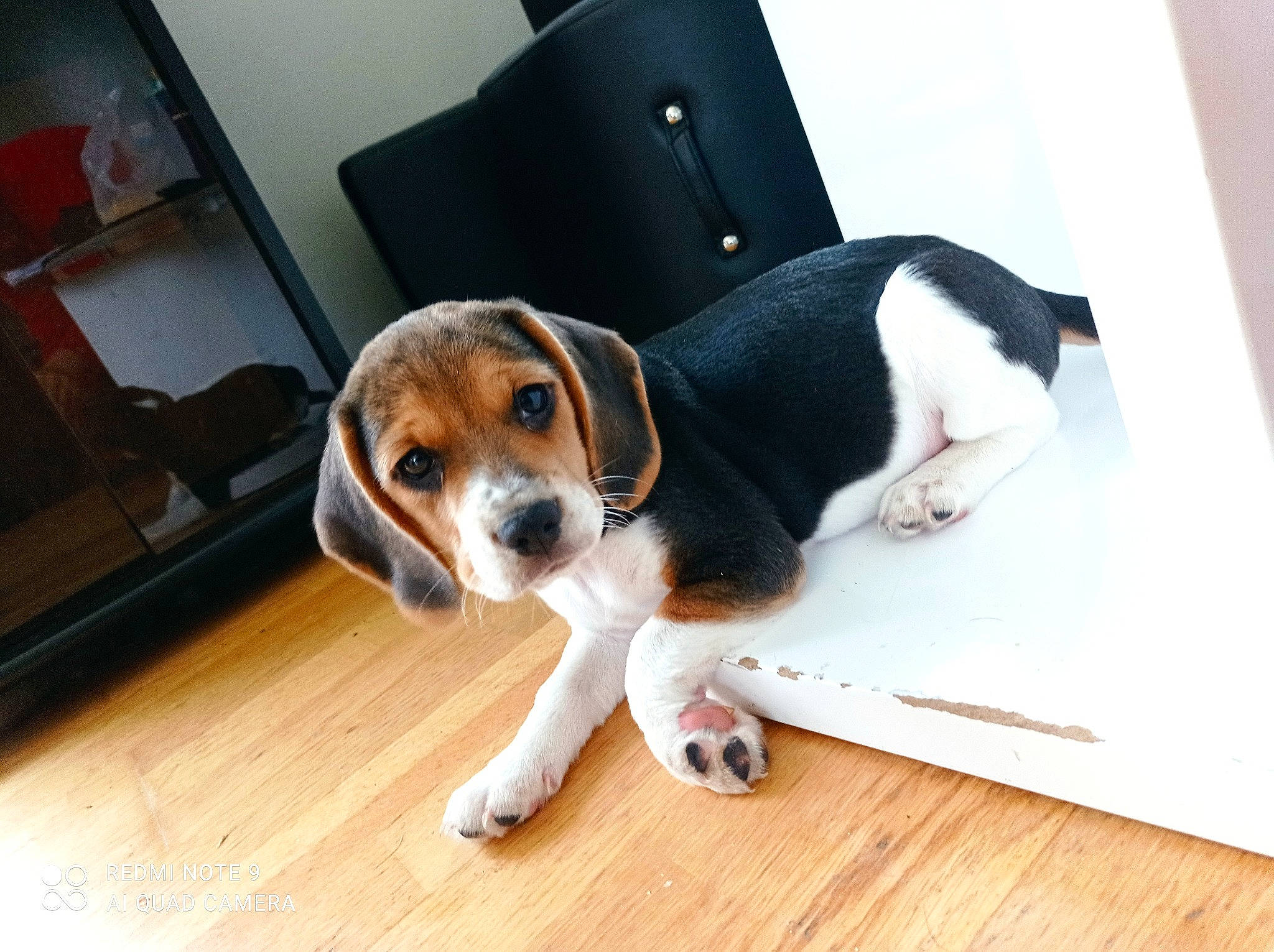 Saïko participe au concours pour gagner de l'argent avec cette photo : beagle_harrier, beaglier, carnivore, chair, collar, comfort, companion_dog, dog, dog_breed, flooring, hardwood, hound, scent_hound, sporting_group, wood, wood_flooring, working_animal