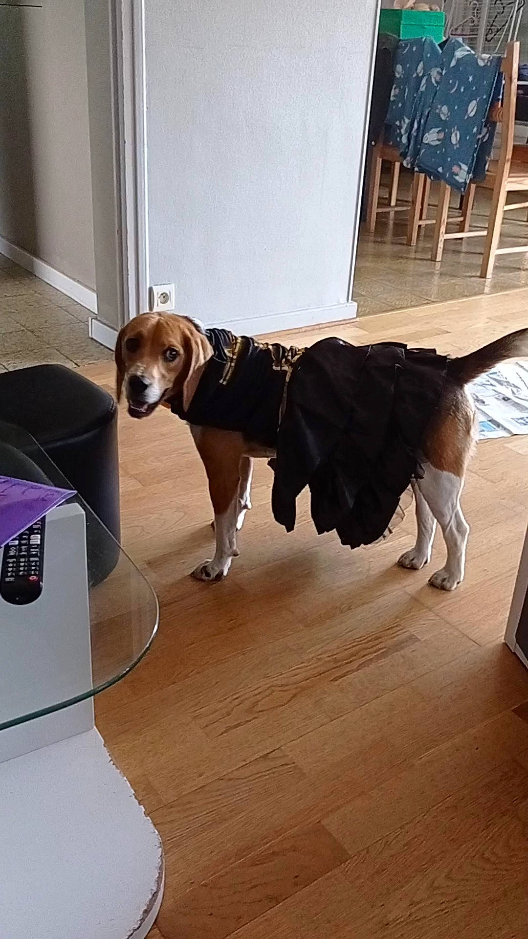 Saïko a rejoint le concours — aidez-le/la à gagner de superbes lots ! carnivore, chair, collar, companion_dog, dog, dog_breed, dog_collar, dog_supply, fawn, floor, flooring, hardwood, laminate_flooring, leash, pet_supply, snout, sporting_group, tail, wood, working_animal