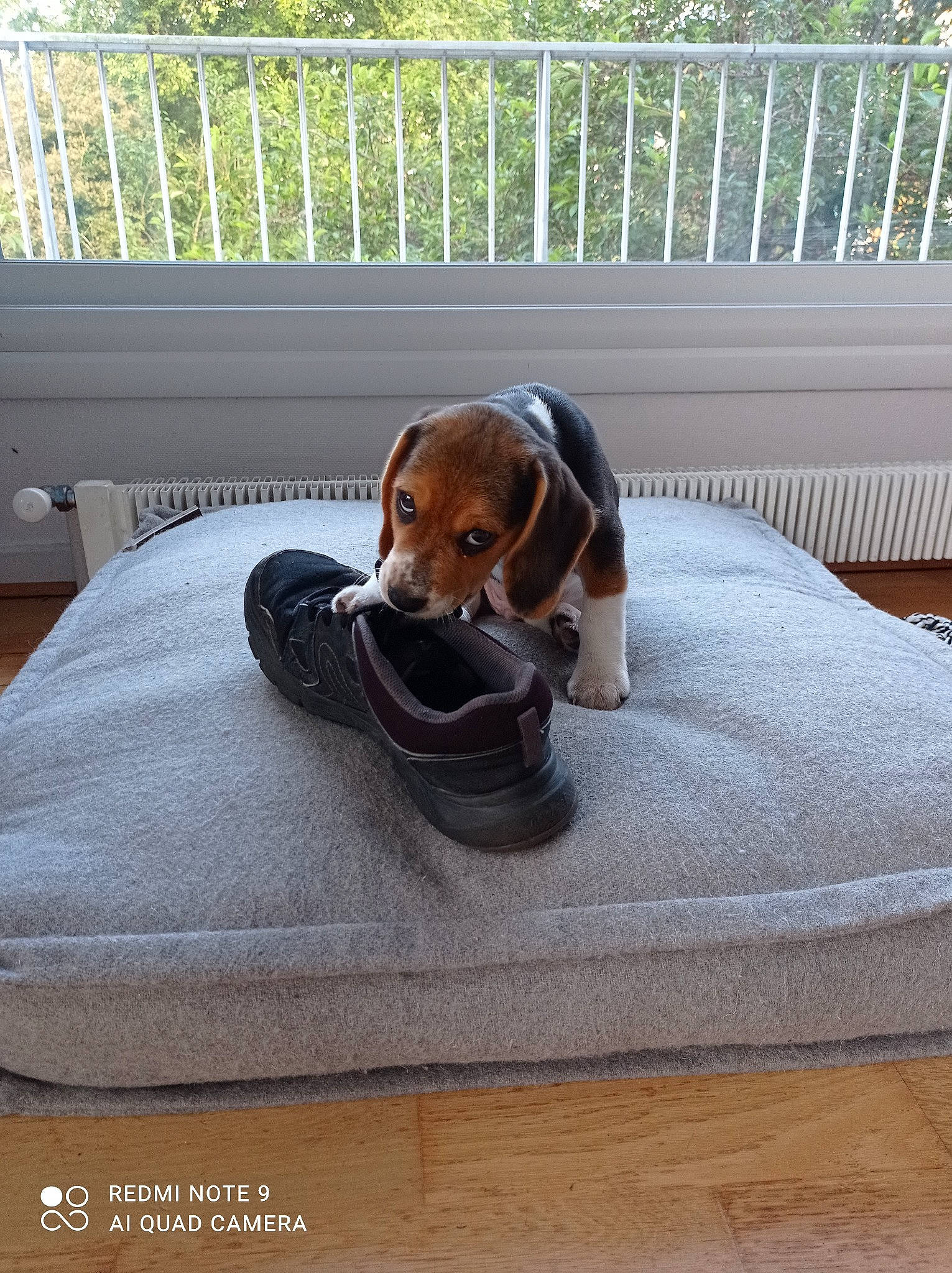 Saïko a rejoint le concours — aidez-le/la à gagner de superbes lots ! brown, carnivore, comfort, companion_dog, dog, dog_breed, fawn, fence, flooring, grey, hardwood, hound, linens, liver, pet_supply, snout, sporting_group, toy, wood, working_animal