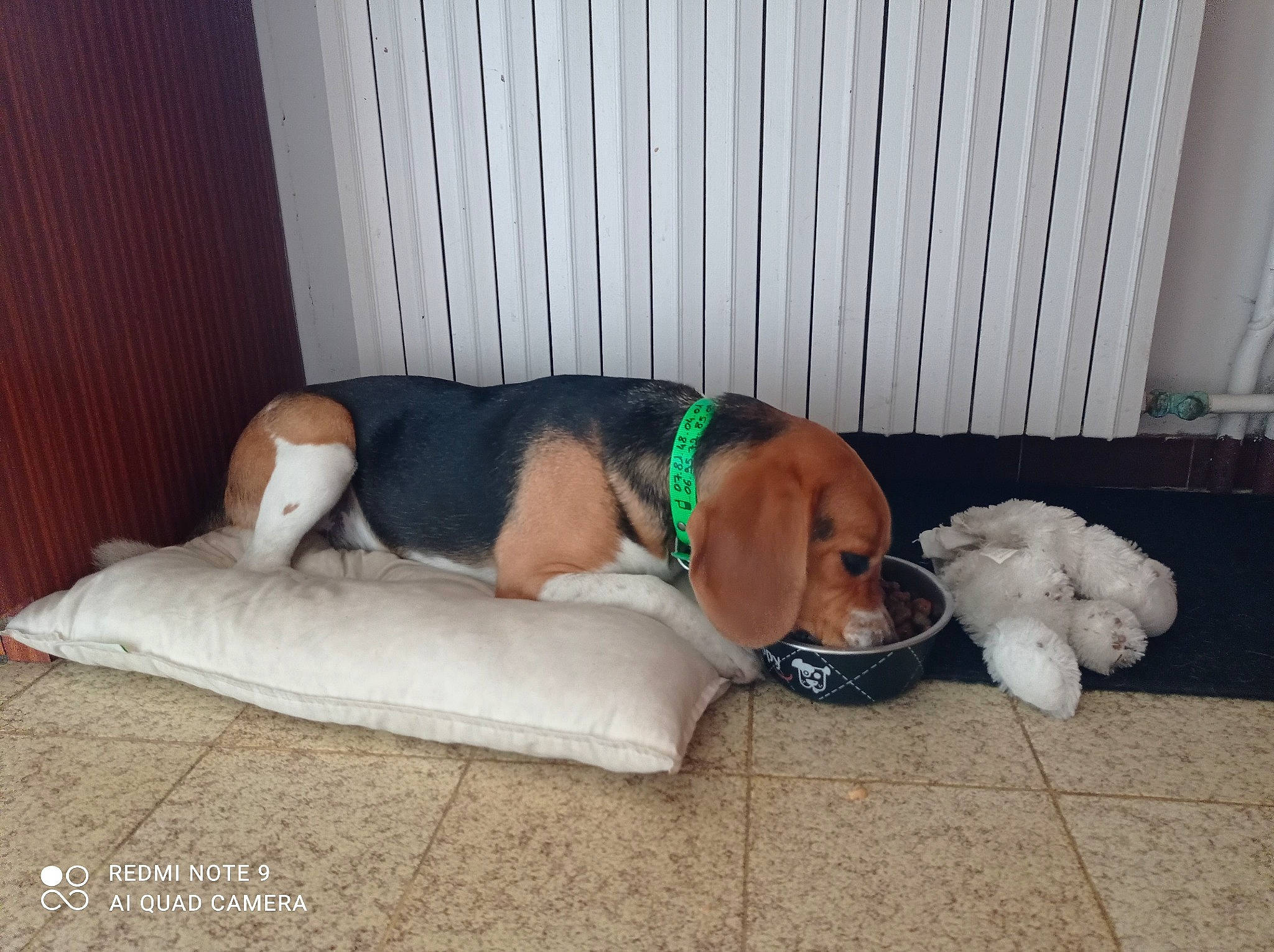 Saïko a rejoint le concours — aidez-le/la à gagner de superbes lots ! carnivore, collar, comfort, companion_dog, couch, dog, dog_bed, dog_breed, dog_supply, fawn, flooring, hardwood, linens, nap, paw, pet_supply, sporting_group, tail, wood, working_animal