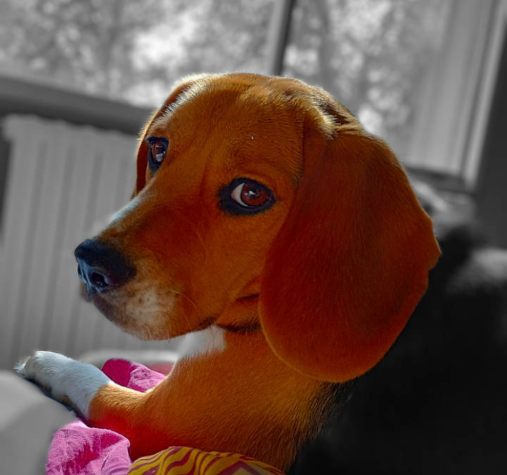 Saïko a rejoint le concours — aidez-le/la à gagner de superbes lots ! canidae, carnivore, companion_dog, dog, dog_breed, dog_supply, ear, fawn, fur, hound, liver, pet_supply, puppy, scent_hound, snout, sporting_group, toy, whiskers, wood, working_animal