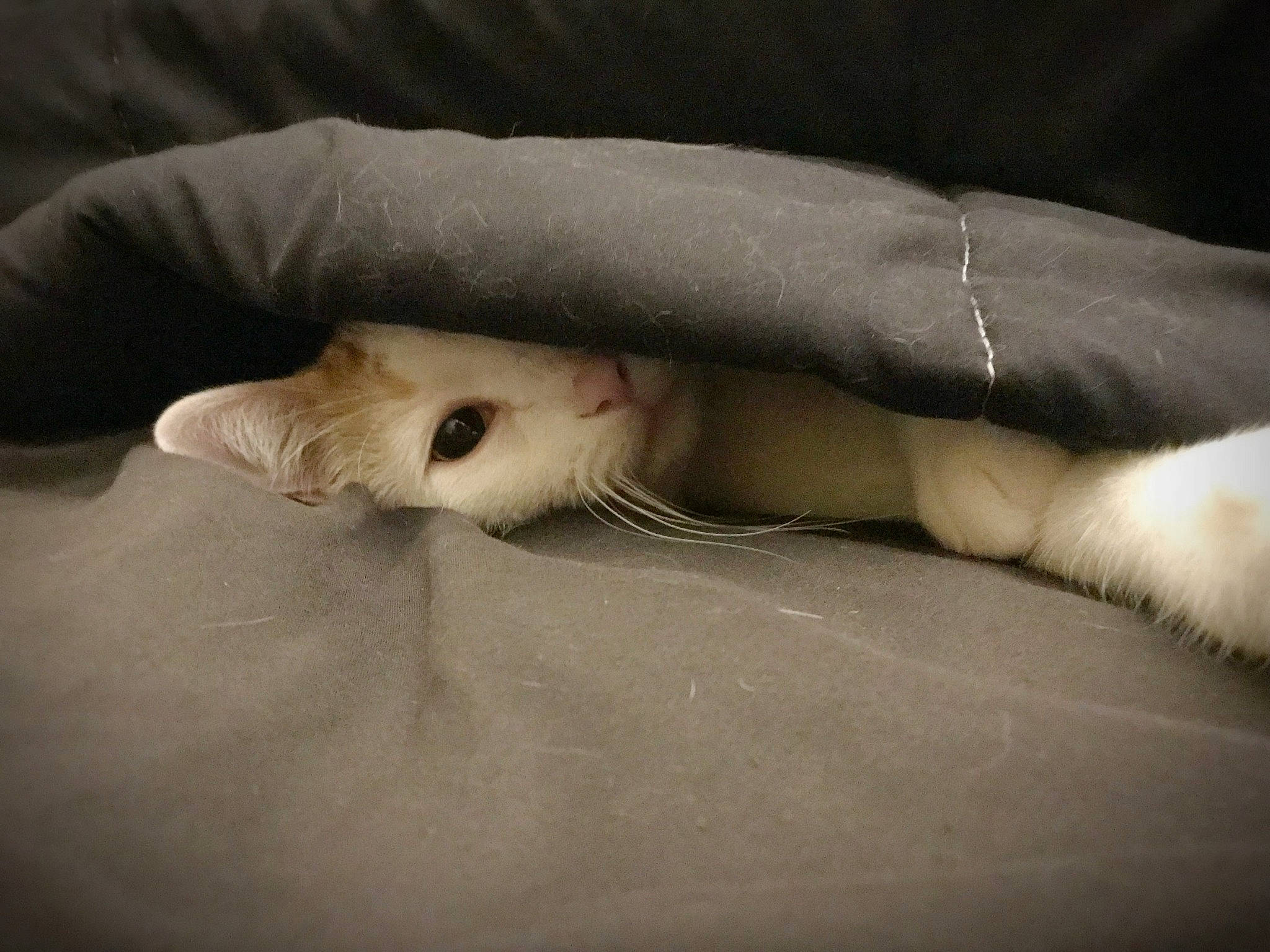 Stewart P. Cat joined the competition — help win amazing prizes! carnivore, cat, claw, close_up, comfort, eye, fawn, felidae, foot, fur, gesture, human_body, human_leg, paw, small_to_medium_sized_cats, snout, tail, terrestrial_animal, whiskers, wood