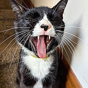 Stuart joined the competition — help win amazing prizes! animal, black_and_white, carpet, cat, closeup, collar, cute, domestic, expression, fangs, feline, fur, indoor, pet, playful, stairs, tongue, whiskers, wood_trim, yawning