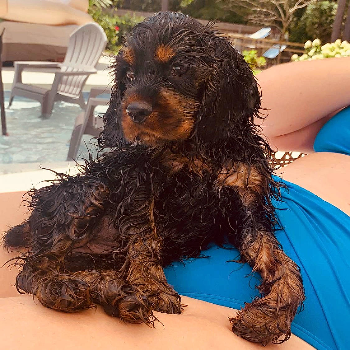 Sly is registered to the contest to win money with this photo: canidae, carnivore, chair, cocker_spaniel, companion_dog, dog, dog_breed, dog_supply, event, fur, houseplant, liver, plant, snout, spaniel, sporting_group, toy_dog, water_dog, working_animal, working_dog