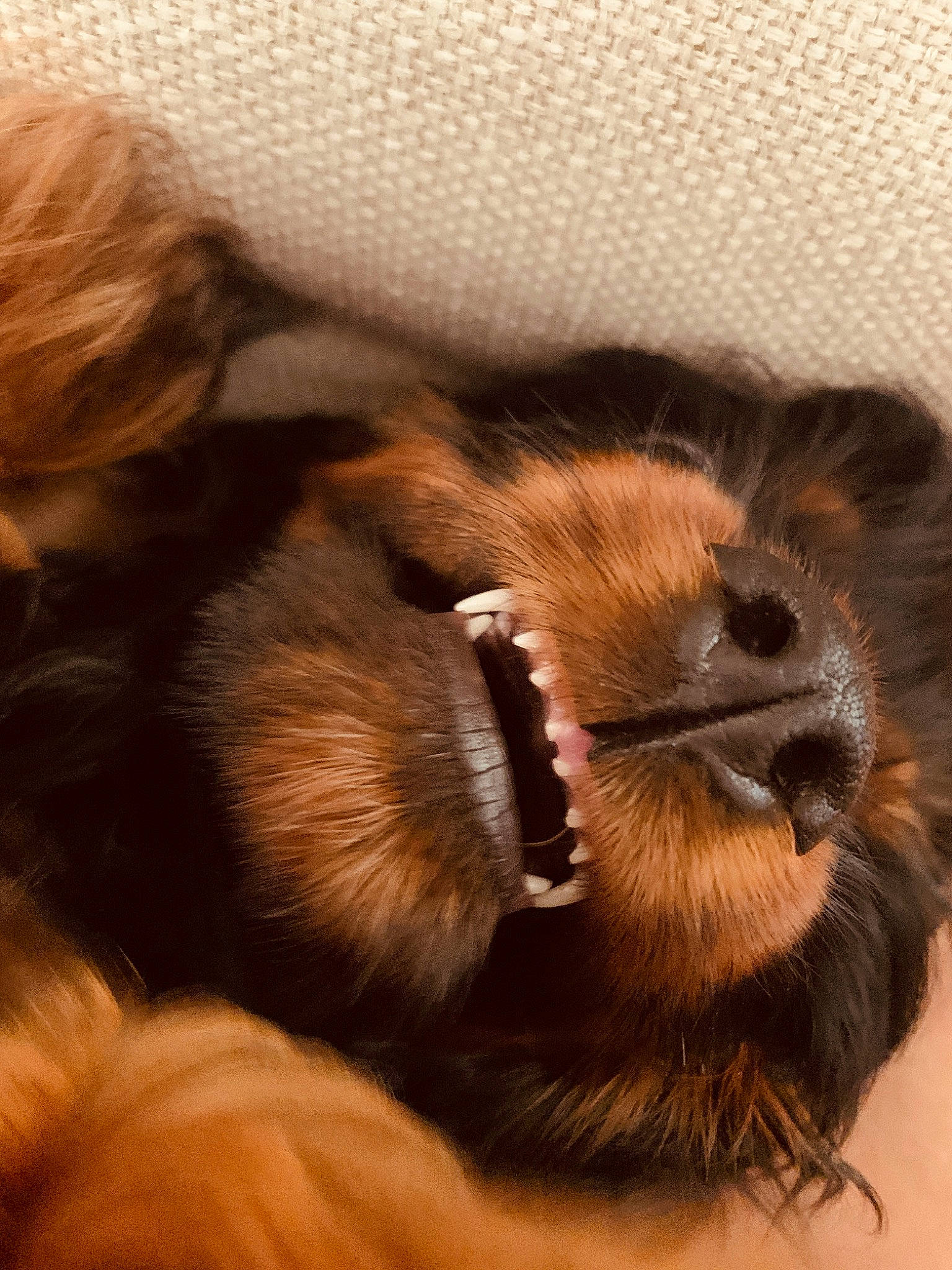 Sly joined the competition — help win amazing prizes! canidae, carnivore, claw, comfort, companion_dog, dog_breed, ear, felidae, foot, fur, liver, mammal, nap, paw, sleep, small_to_medium_sized_cats, sporting_group, tail, terrestrial_animal, whiskers