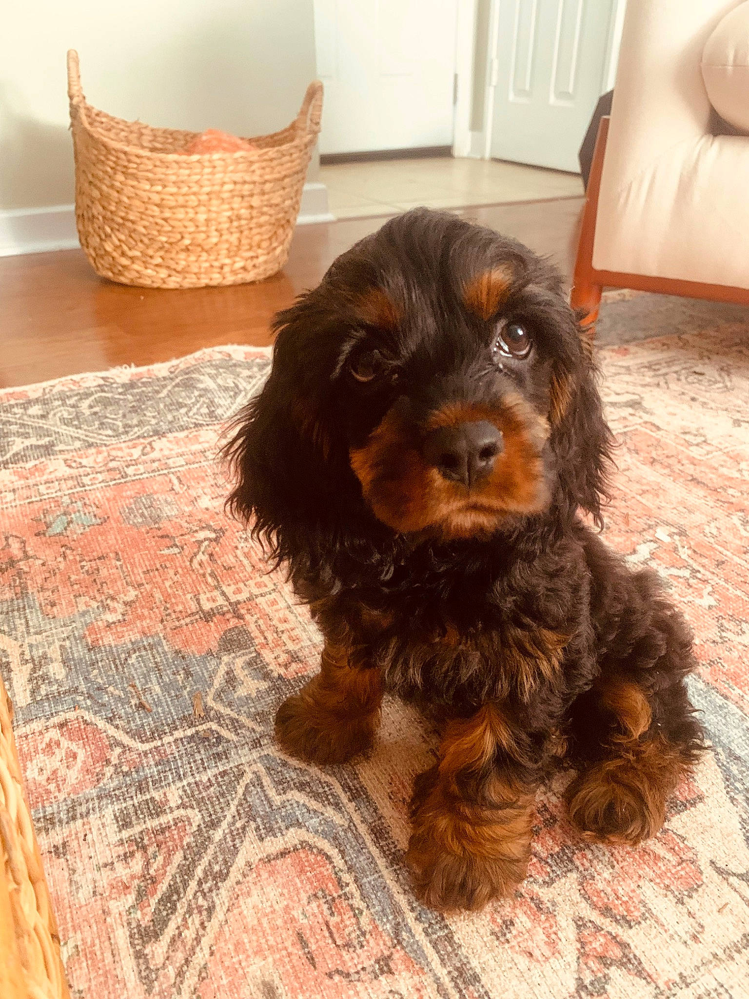 Sly joined the competition — help win amazing prizes! canidae, carnivore, chair, companion_dog, dog, dog_breed, floor, flooring, fur, hardwood, liver, pattern, snout, spaniel, sporting_group, toy_dog, water_dog, wood, wood_stain, working_animal