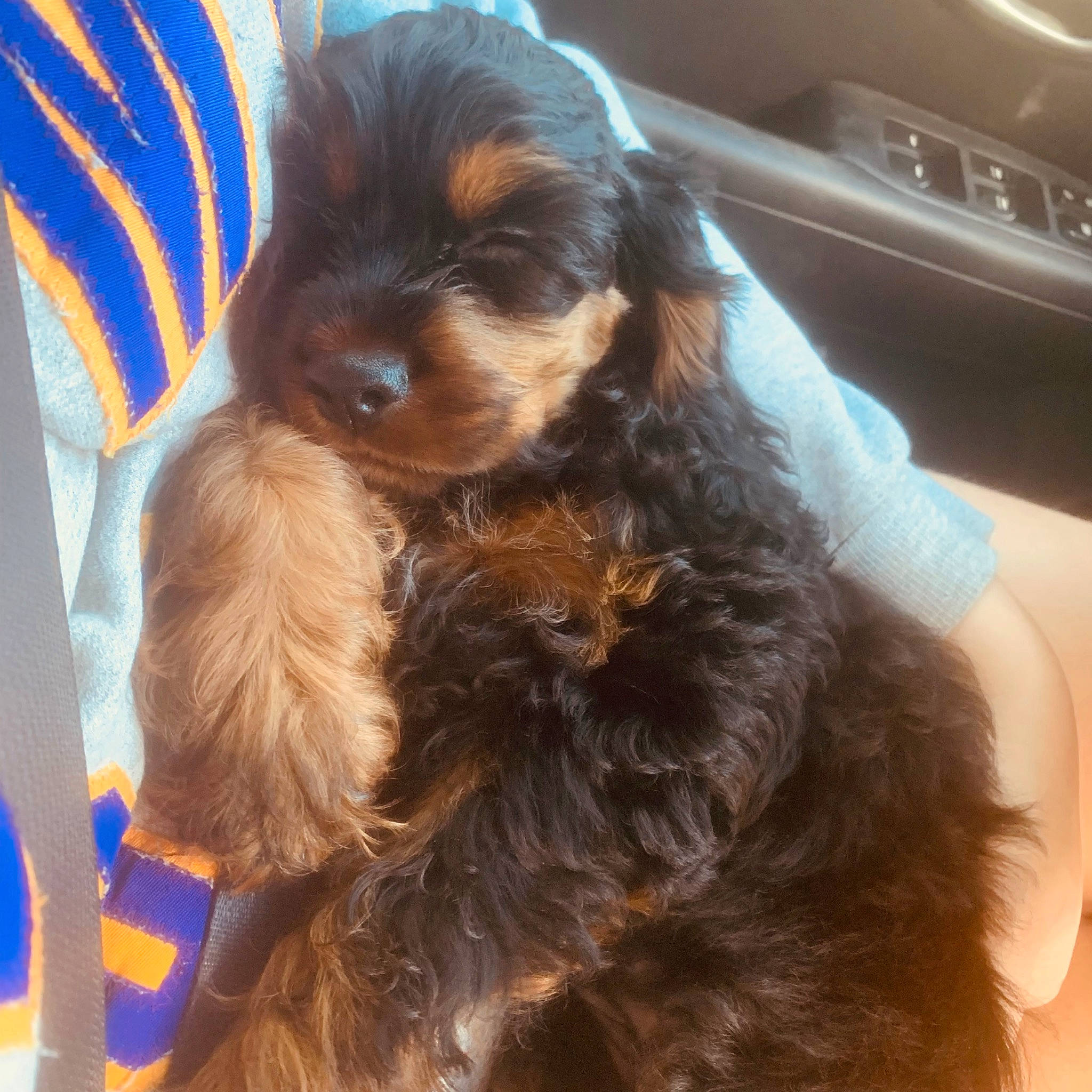 Sly joined the competition — help win amazing prizes! canidae, carnivore, companion_dog, dog, dog_breed, fur, hat, liver, puppy, puppy_love, snout, spaniel, sporting_group, toy_dog, working_animal