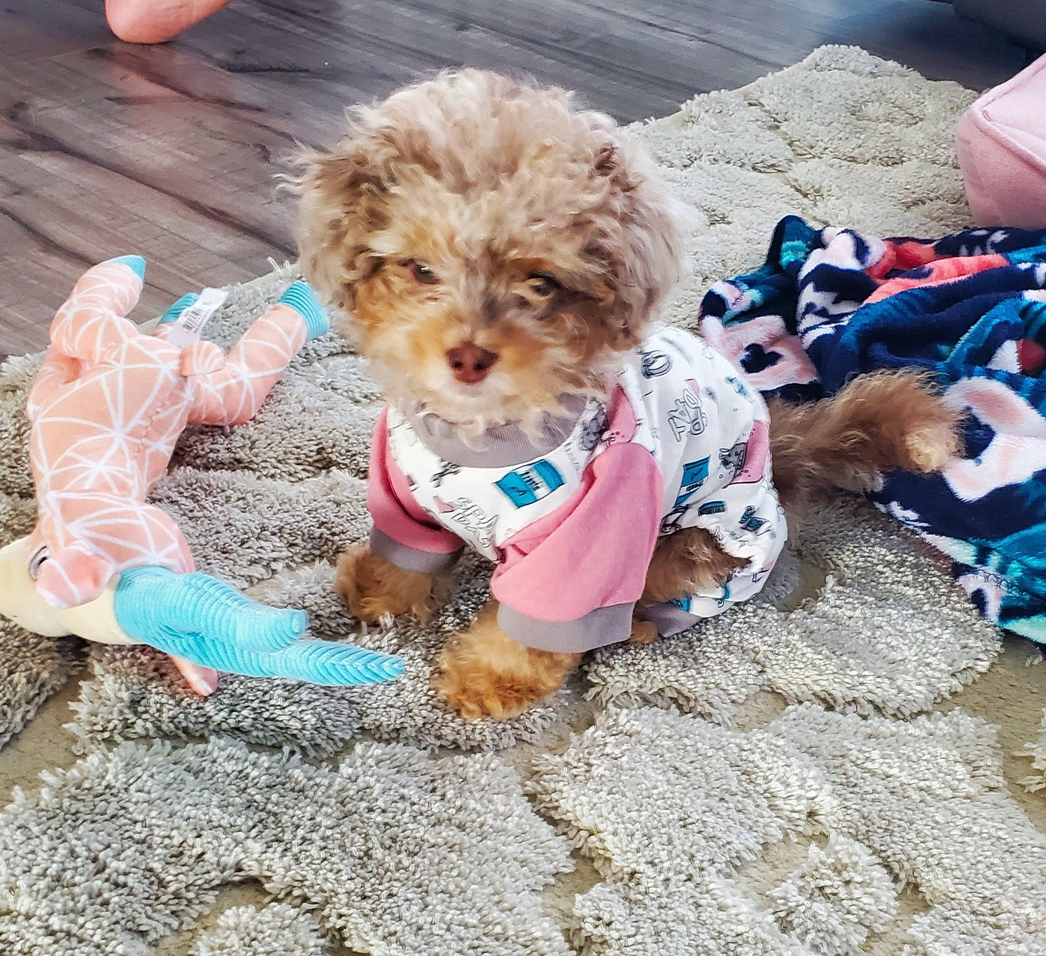 Jovie is registered to the contest to win money with this photo: canidae, carnivore, cavachon, cavapoo, cockapoo, companion_dog, dog, dog_breed, dog_clothes, maltepoo, miniature_poodle, morkie, poodle, poodle_crossbreed, puppy, puppy_love, shih_poo, toy_dog, toy_poodle, yorkipoo