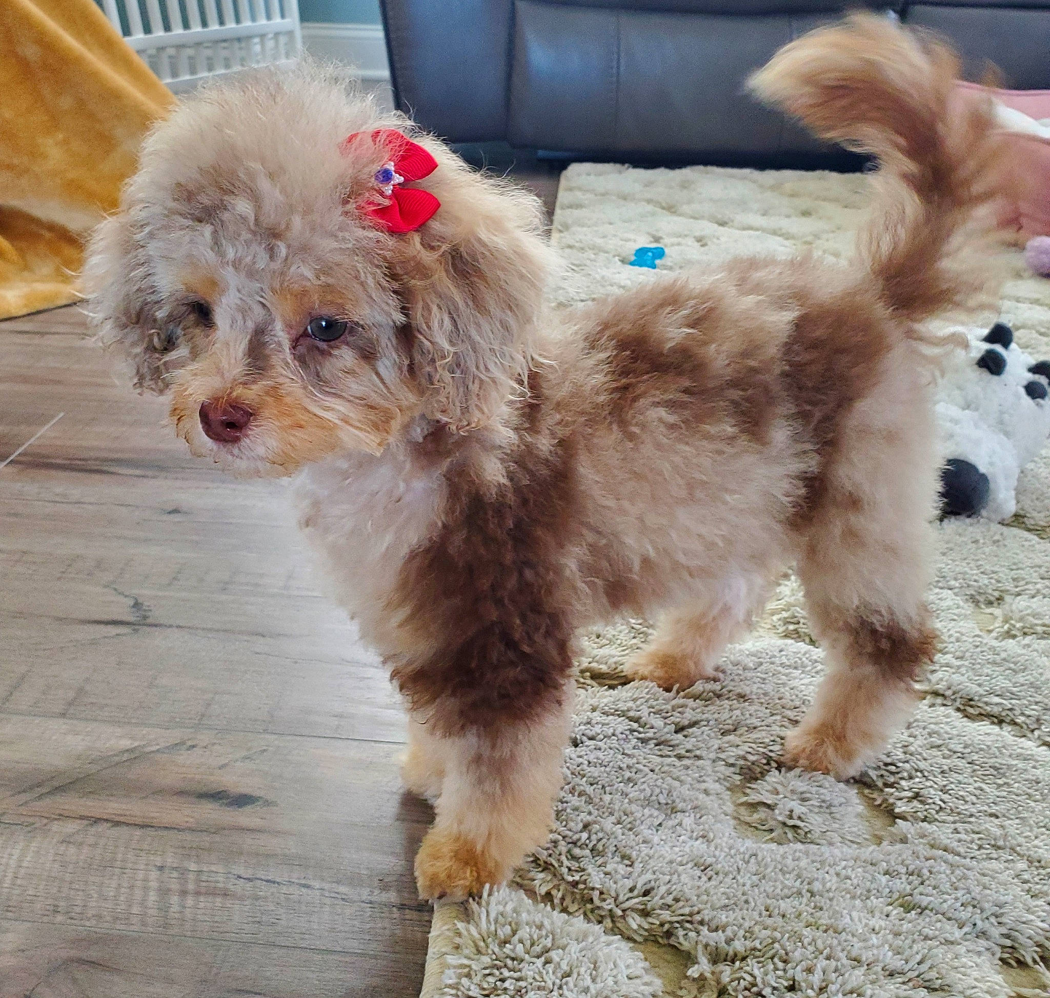 Jovie joined the competition — help win amazing prizes! bolonka, canidae, carnivore, cavapoo, cockapoo, companion_dog, dog, dog_breed, havanese, maltepoo, mammal, miniature_poodle, pekapoo, poodle, poodle_crossbreed, puppy, shih_poo, toy_poodle, vertebrate, yorkipoo