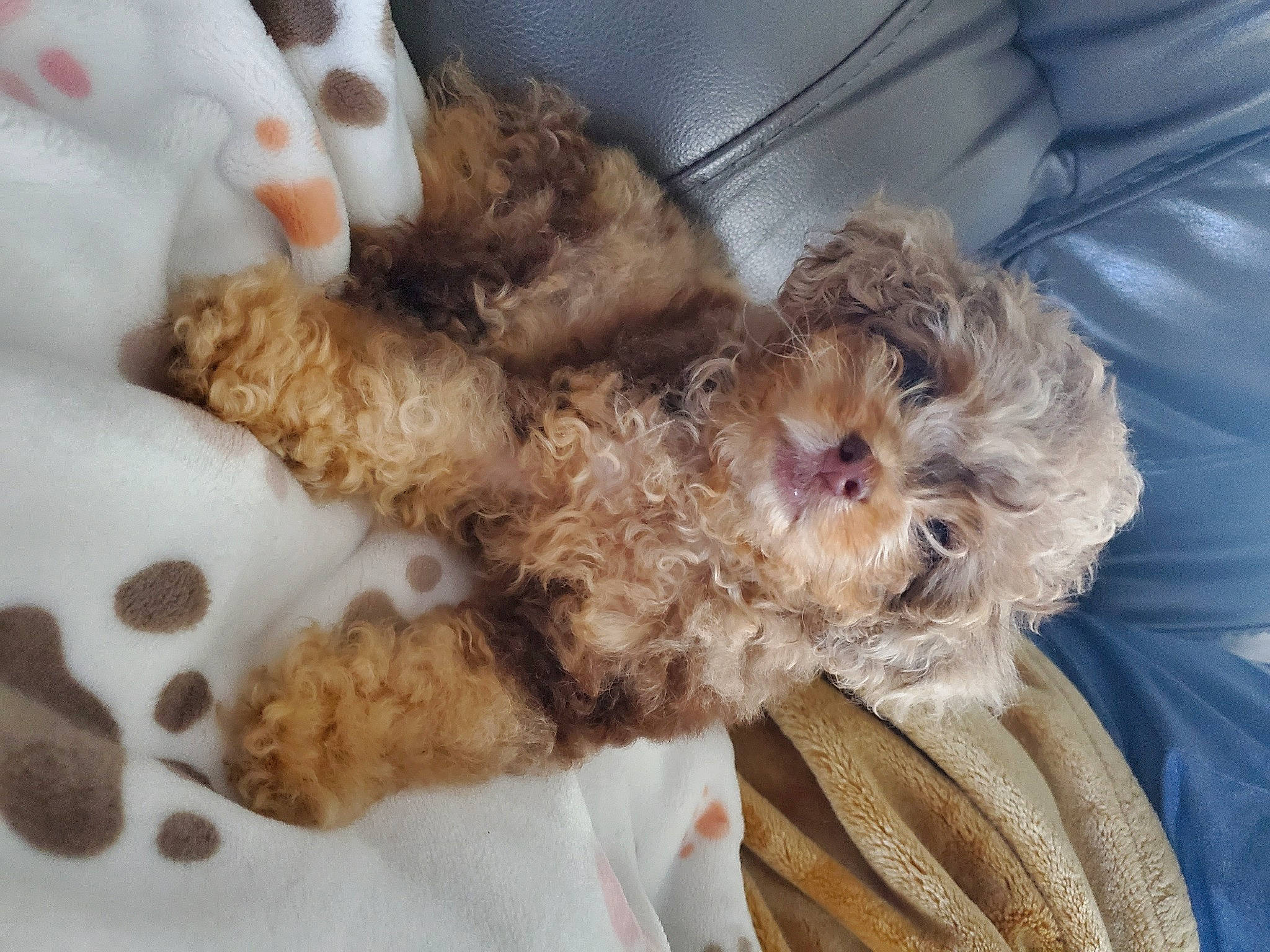 Jovie joined the competition — help win amazing prizes! bolonka, canidae, carnivore, cavachon, cavapoo, cockapoo, companion_dog, dog, dog_breed, labradoodle, lagotto_romagnolo, maltepoo, miniature_poodle, poodle_crossbreed, puppy, schnoodle, shih_poo, spanish_water_dog, sporting_group, toy_poodle