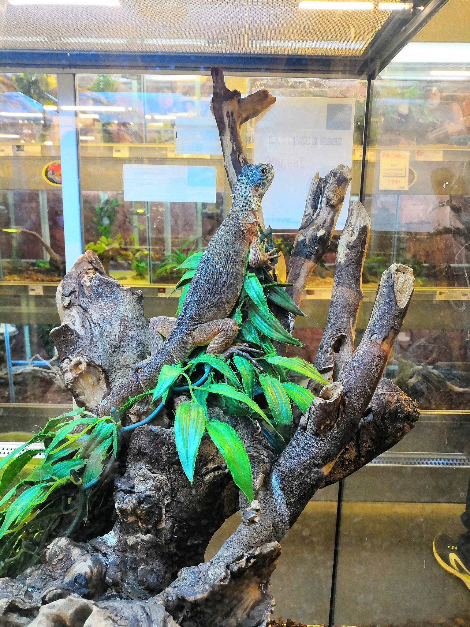 Fuerza a rejoint le concours — aidez-le/la à gagner de superbes lots ! agama, chameleon, dragon_lizard, green_iguana, iguana, iguania, iguanidae, lizard, reptile, scaled_reptile, tail, wildlife, zoo