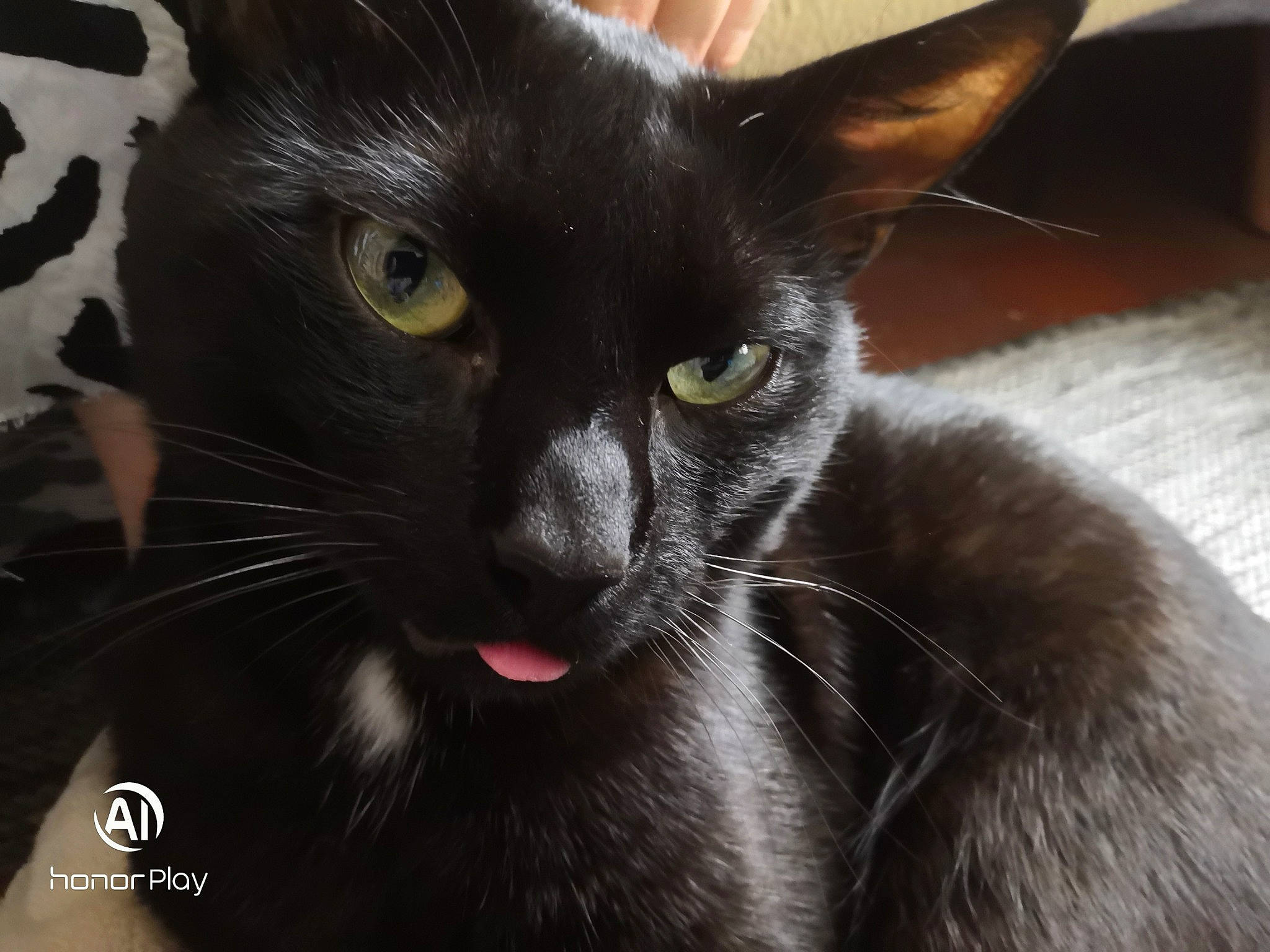 Tattoo a rejoint le concours — aidez-le/la à gagner de superbes lots ! asian, black_cat, bombay, burmese, carnivore, cat, close_up, eye, felidae, havana_brown, javanese, kitten, korat, mammal, oriental_longhair, oriental_shorthair, small_to_medium_sized_cats, snout, vertebrate, whiskers