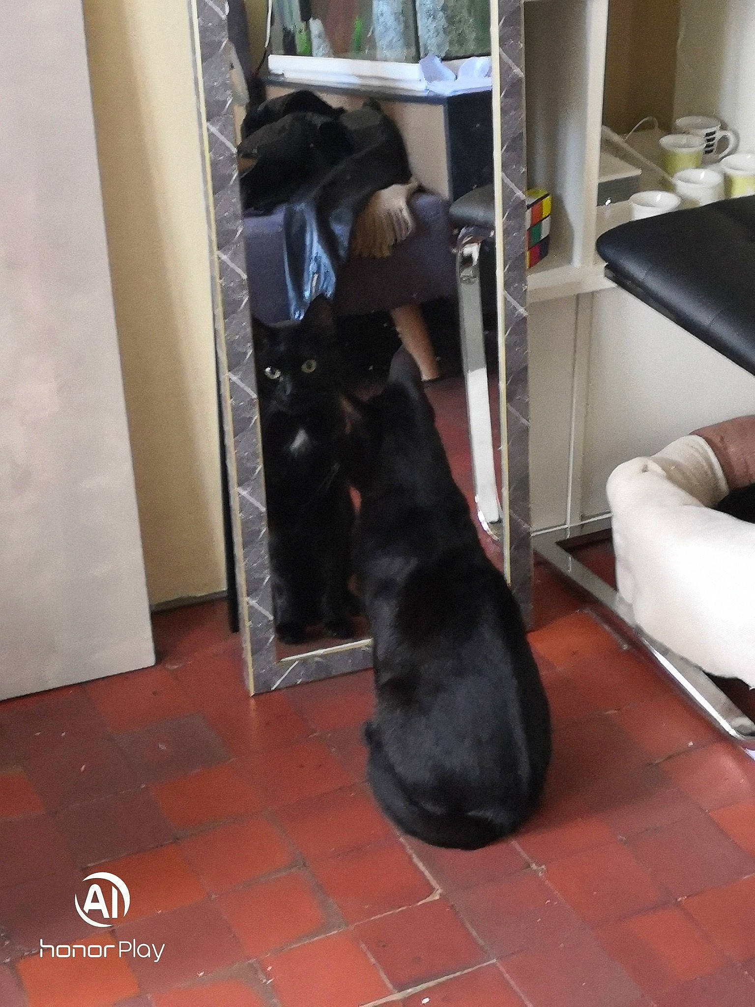 Tattoo participe au concours pour gagner de l'argent avec cette photo : canidae, carnivore, dog_breed, floor, flooring, guard_dog, sporting_group