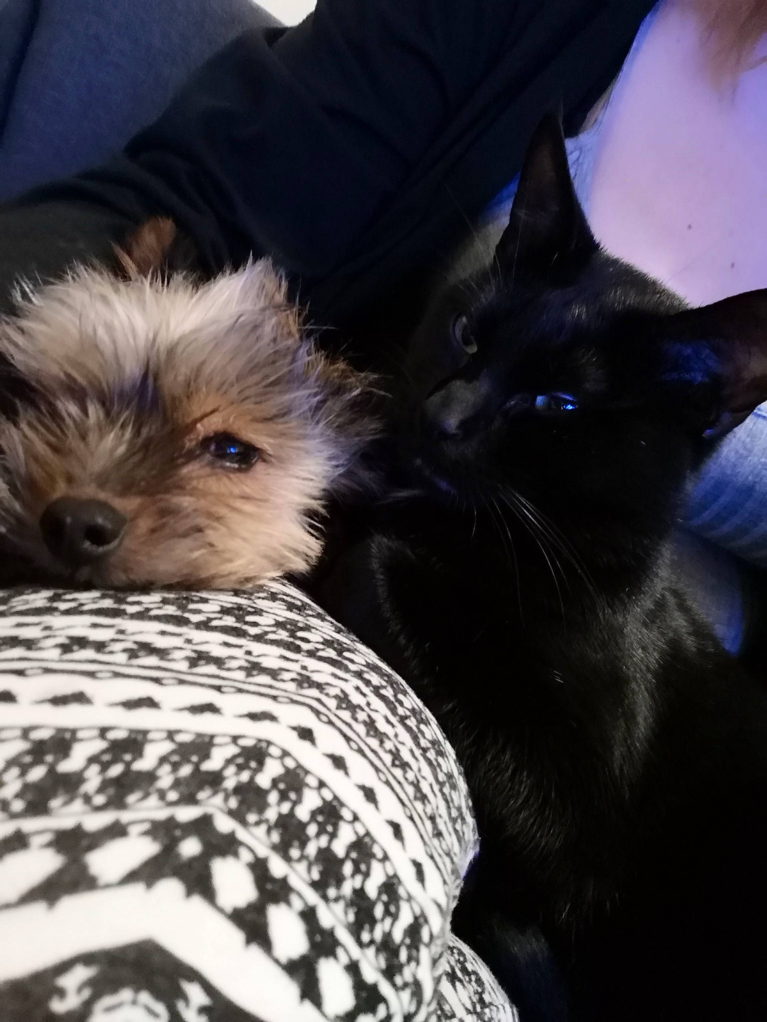 Eddy participe au concours pour gagner de l'argent avec cette photo : australian_terrier, cairn_terrier, canidae, carnivore, companion_dog, dog, dog_breed, mammal, morkie, norwich_terrier, puppy, schnoodle, small_terrier, terrier, toy_dog, yorkshire_terrier