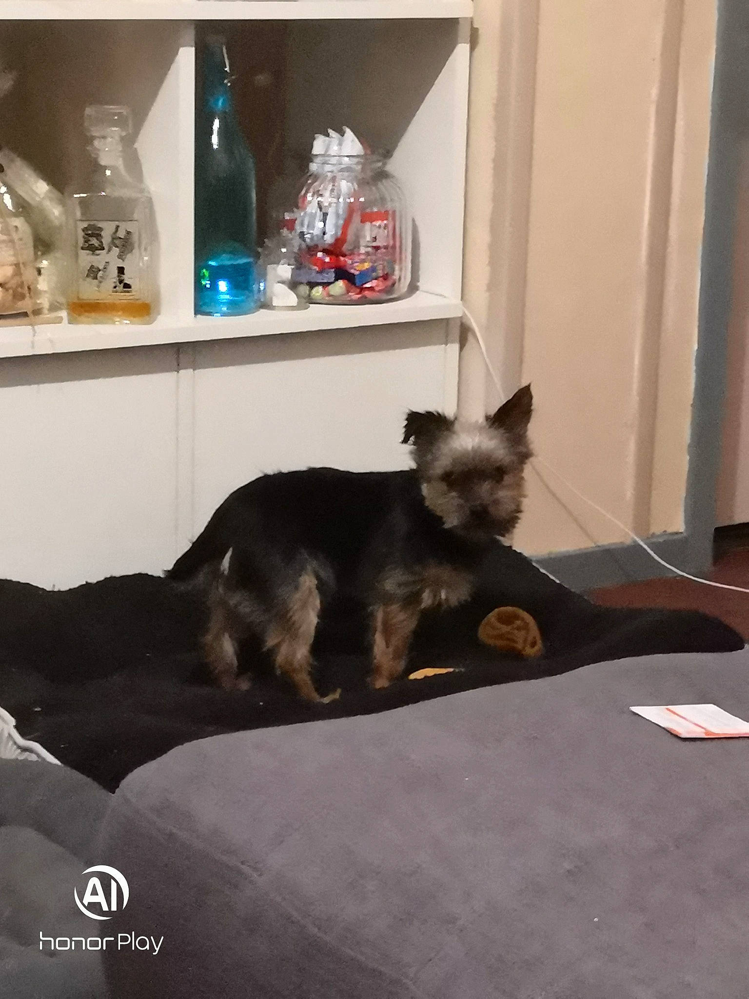 Eddy participe au concours pour gagner de l'argent avec cette photo : cairn_terrier, canidae, carnivore, cat, companion_dog, dog, dog_breed, felidae, kitten, mammal, small_to_medium_sized_cats, vertebrate, yorkshire_terrier