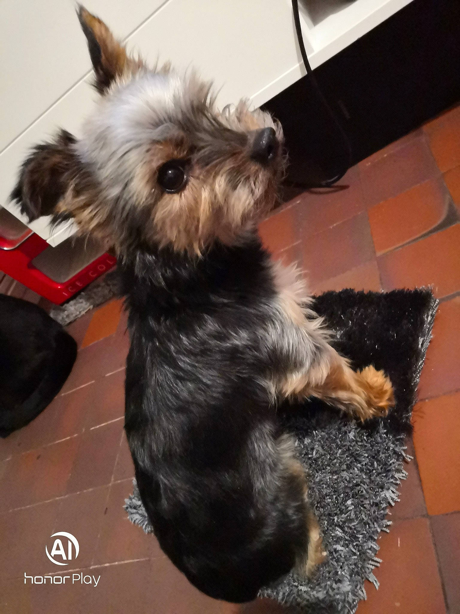 Eddy participe au concours pour gagner de l'argent avec cette photo : australian_silky_terrier, cairn_terrier, canidae, carnivore, companion_dog, dog, dog_breed, glen_of_imaal_terrier, mammal, norwich_terrier, puppy, rare_breed_dog, small_terrier, snout, sporting_group, standard_schnauzer, terrier, toy_dog, vertebrate, yorkshire_terrier