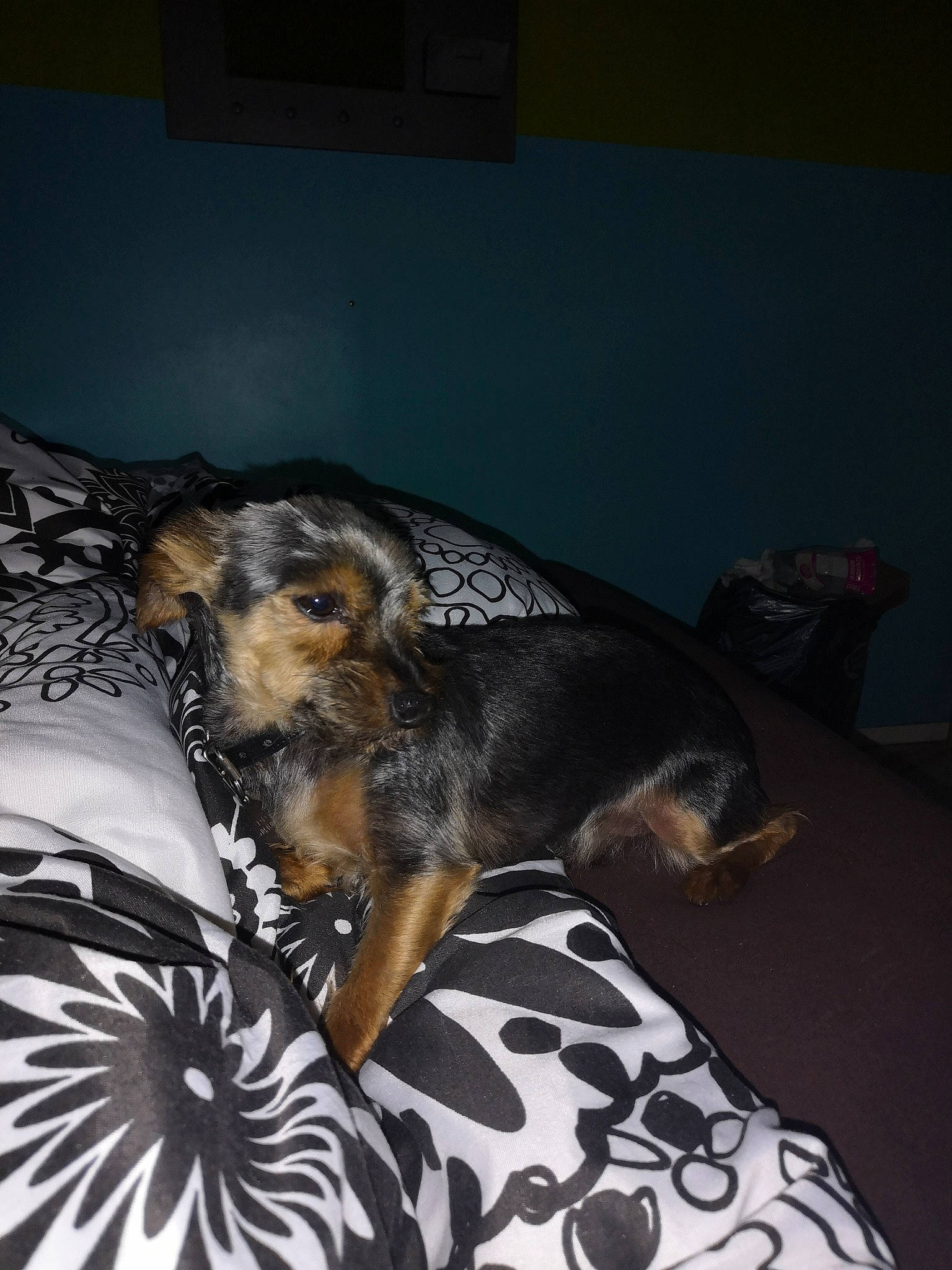 Eddy participe au concours pour gagner de l'argent avec cette photo : border_terrier, canidae, carnivore, companion_dog, dog, dog_breed, fawn, snout