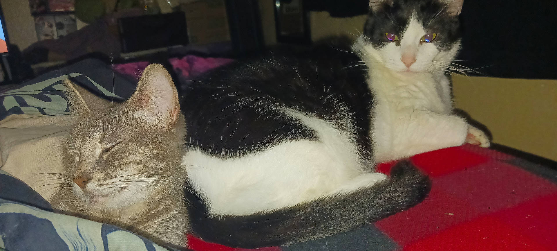 Demon is registered to the contest to win money with this photo: abyssinian, animal, architecture, bed, blanket, building, cat, computer, couch, electronics, furniture, indoors, kitten, laptop, livingroom, manx, pc, pet, room, siamese