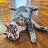 Marmalade is registered to the contest to win money with this photo: cat, tabby, floor, wooden_floor, parquet, pet, animal, indoor, sunlight, relaxed, lying_down, feline, whiskers, ears, fur, domestic_cat, home, door, curious, stretched_out