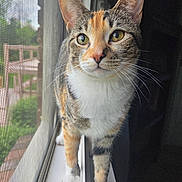 Marmalade is registered to the contest to win money with this photo: cat, calico, windowsill, window_screen, green_eyes, fur, whiskers, curious, pet, indoor, natural_light, closeup, animal, domestic_cat, portrait, feline, standing, looking, cute, mammal