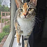 cat, calico, windowsill, window_screen, green_eyes, fur, whiskers, curious, pet, indoor, natural_light, closeup, animal, domestic_cat, portrait, feline, standing, looking, cute, mammal