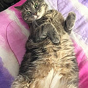 Tiny is registered to the contest to win money with this photo: cat, tabby, fluffy, lying_down, bed, blanket, purple, pink, fur, whiskers, paws, wide_eyes, indoor, pet, cute, relaxed, animal, mammal, resting, domestic_cat