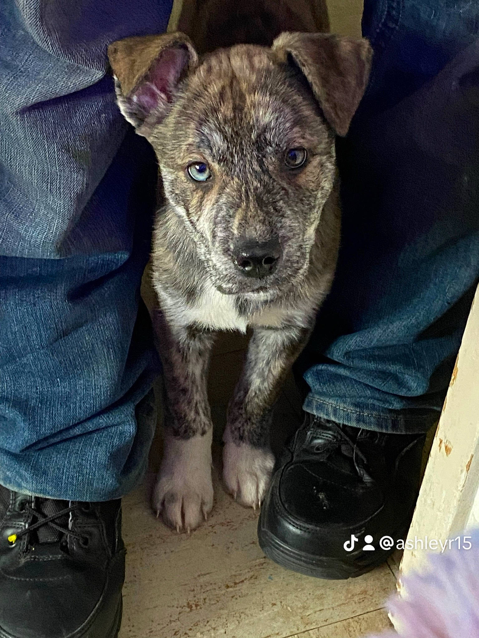 Lil Bear is registered to the contest to win money with this photo: canidae, carnivore, companion_dog, denim, dog, foot, fur, grey, human_leg, leg, puppy, sitting, sleeve, soil, terrestrial_animal, terrier, toy_dog, whiskers, working_animal