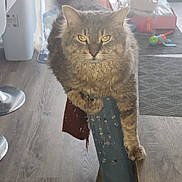 Marvin is registered to the contest to win money with this photo: animal, cat, chair, cozy, curtains, domestic, floor, fluffy, furniture, gray_cat, home, indoor, looking_at_camera, pet, relaxed, scratched_chair, table, toy, wooden_floor, yellow_eyes