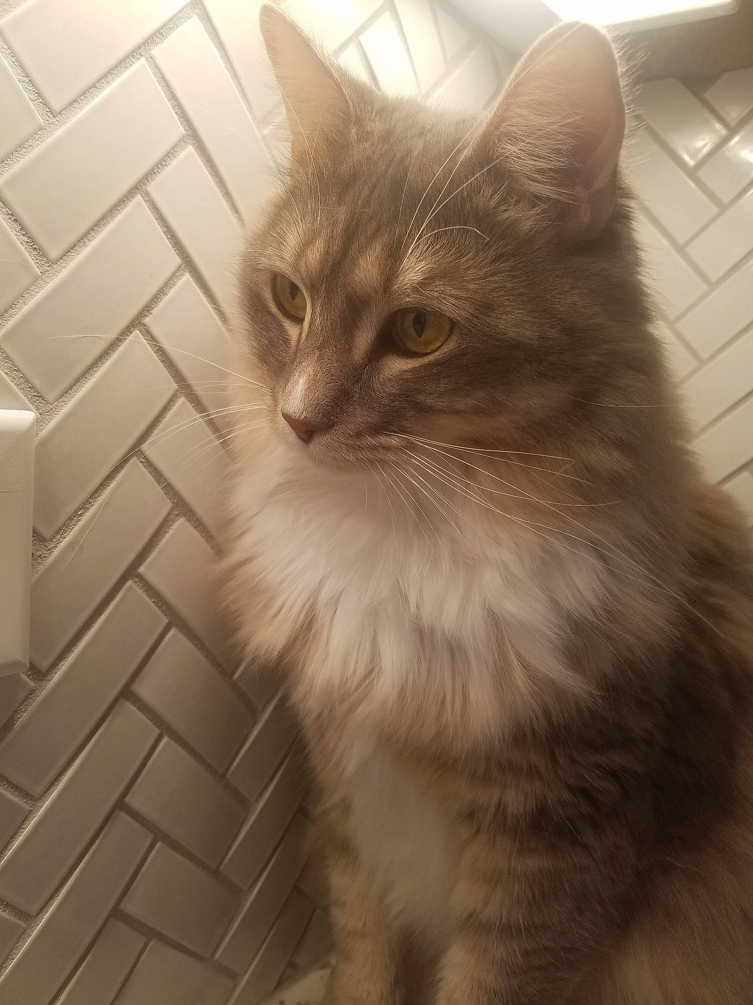 Elmo joined the competition — help win amazing prizes! asian_semi_longhair, british_semi_longhair, carnivore, cat, domestic_long_haired_cat, fawn, felidae, kitten, maine_coon, mammal, nebelung, norwegian_forest_cat, ragamuffin, ragdoll, siberian, small_to_medium_sized_cats, somali, turkish_angora, vertebrate, whiskers