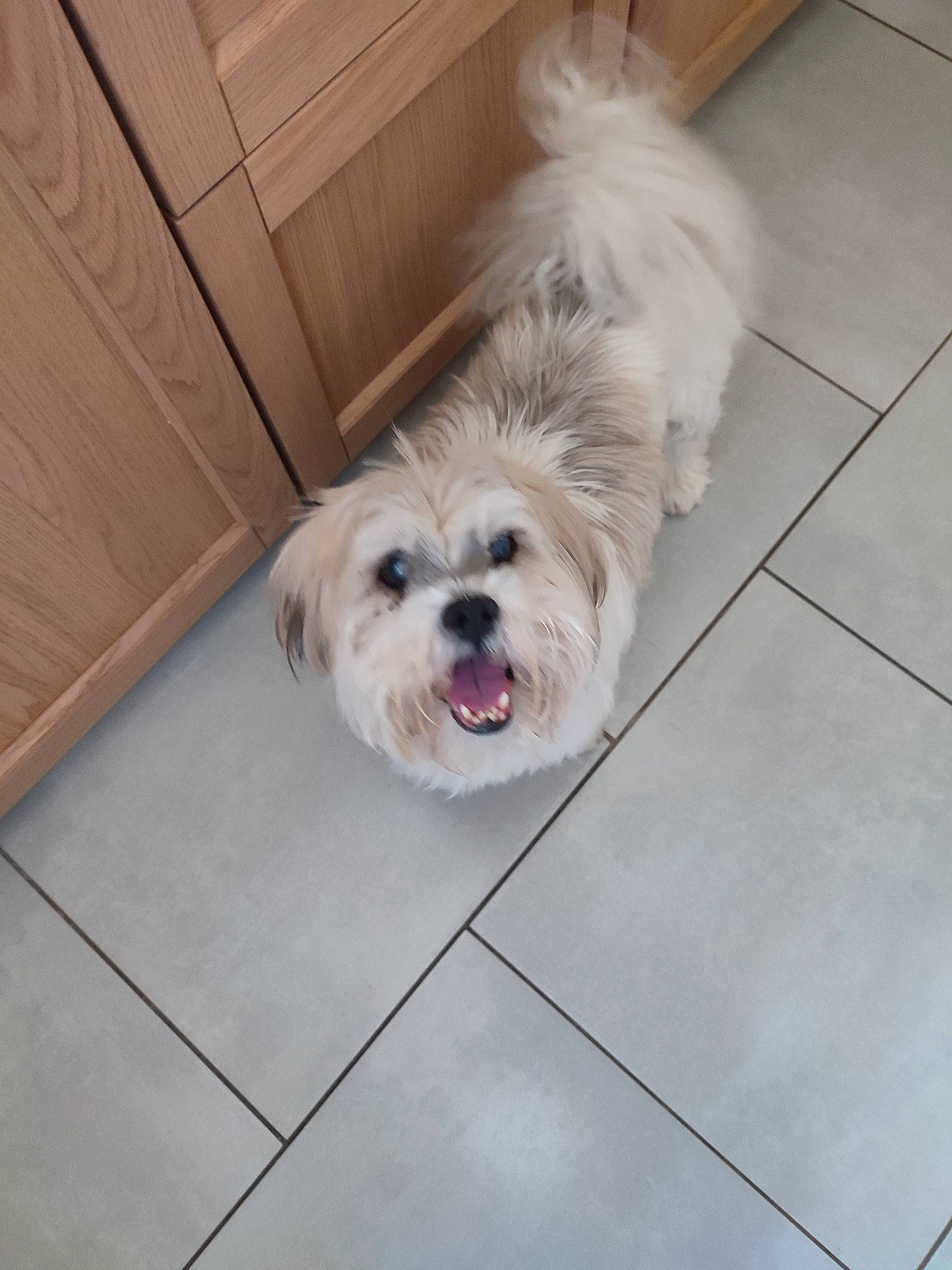 Dadou participe au concours pour gagner de l'argent avec cette photo : carnivore, companion_dog, dog, dog_breed, dog_supply, floor, flooring, fur, hardwood, liver, maltepoo, puppy, shih_tzu, small_terrier, tail, terrier, tile_flooring, toy_dog, wood, working_animal